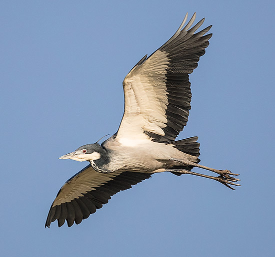 Black-headed Heron in flight
